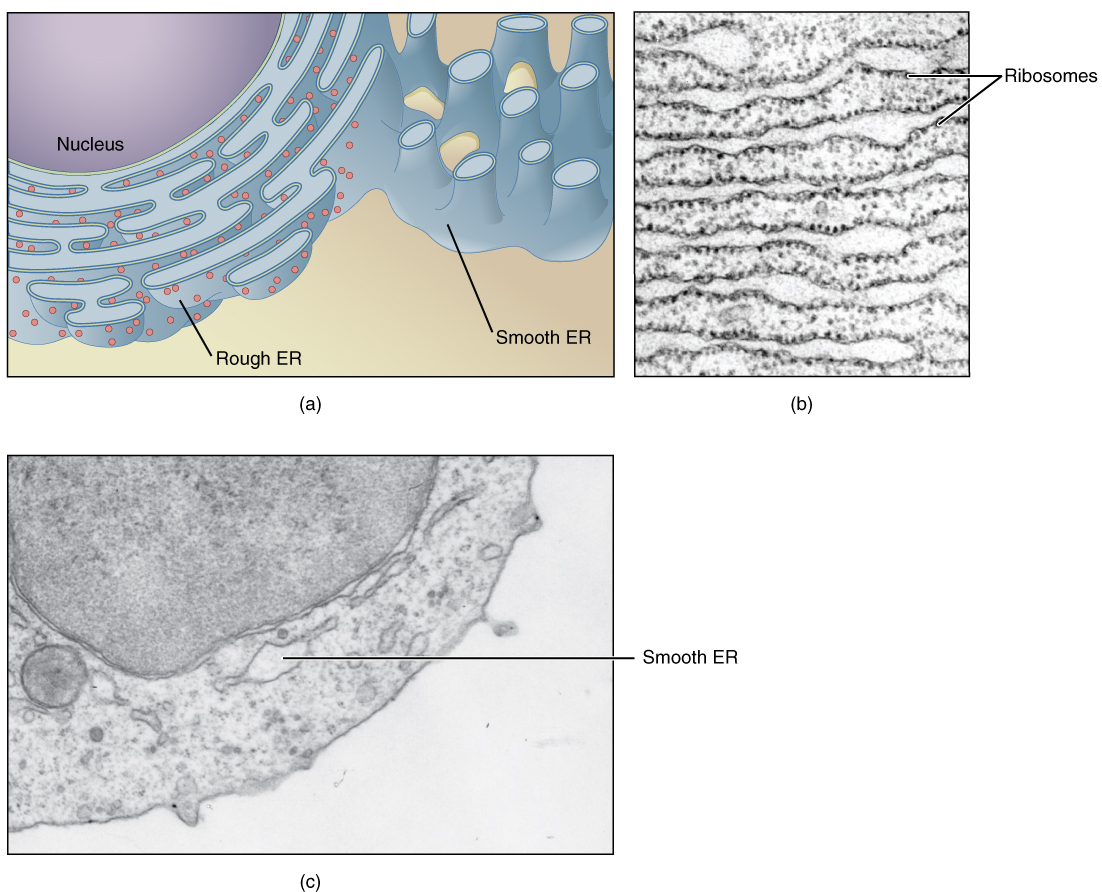 This figure shows structure of the endoplasmic reticulum. The diagram highlights the rough and smooth endoplasmic reticulum and the nucleus is labeled. Two micrographs show the structure of the endoplasmic reticulum in detail. The left micrograph shows the rough endoplasmic reticulum in a pancreatic cell and the right micrograph shows a smooth endoplasmic reticulum.