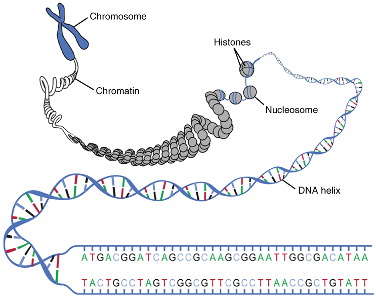 This diagram shows the macrostructure of DNA. A chromosome and its component chromatin are shown to expand into nucleosomes with histones, which further unravel into a DNA helix and finally into a DNA ladder.