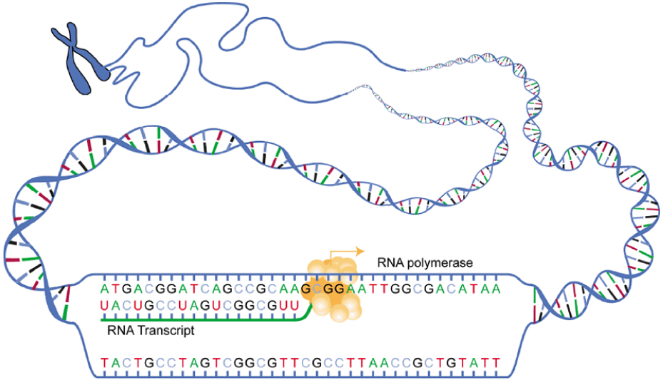 In this diagram, RNA polymerase is shown transcribing a DNA template strand into its corresponding RNA transcript.