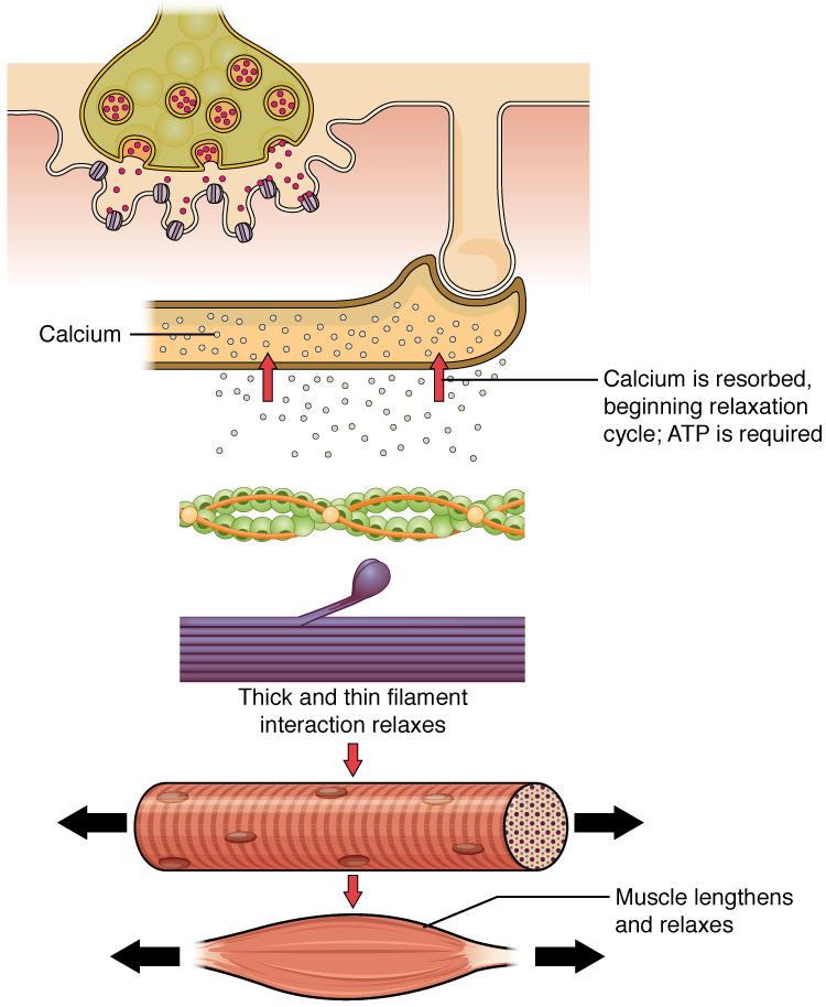 The top panel in this figure shows the interaction of a motor neuron with a muscle fiber and how calcium is being absorbed into the muscle fiber. This results in the relaxation of the thin and thick filaments as shown in the bottom panel.