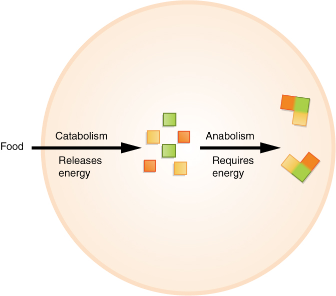 This illustration shows food entering a cell and being broken down into smaller particles of different colors. This is catabolism, which releases energy. In anabolism, the different colored particles are combined with each other to form larger, multi-colored structures. Anabolism requires an energy input.