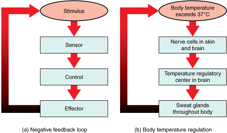 This figure shows three flow charts labeled A, B, and C. Chart A shows a general negative feedback loop. The loop starts with a stimulus. Information about the stimulus is perceived by a sensor which sends that information to a control center. The control center sends a signal to an effector, which then feeds back to the top of the flow chart by inhibiting the stimulus. Part B shows body temperature regulation as an example of negative feedback system. Here, the stimulus is body temperature exceeding 37 degrees Celsius. The sensor is a set of nerve cells in the skin and brain and the control center is the temperature regulatory center of the brain. The effectors are sweat glands throughout the body which inhibit the rising body temperature.