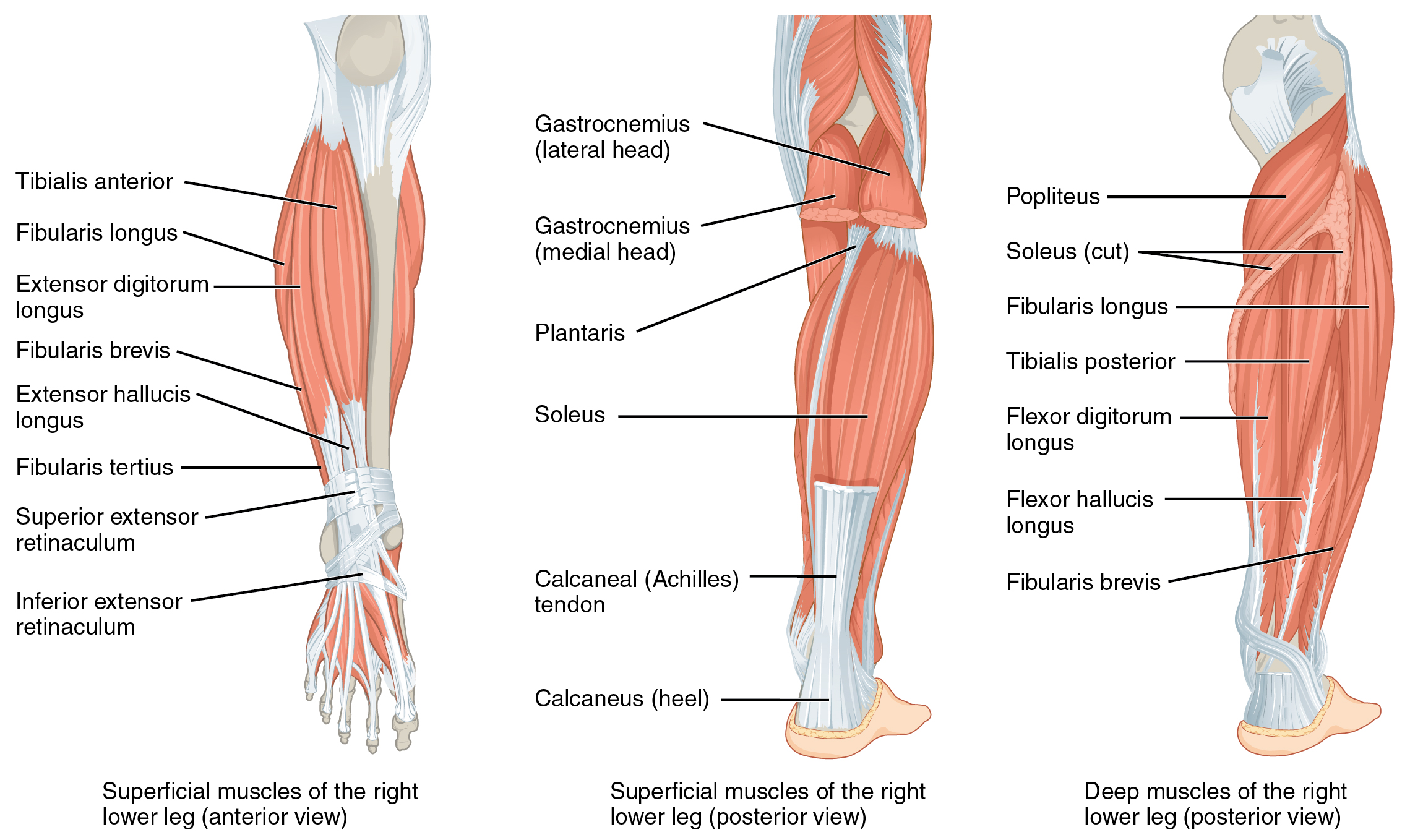 The left panel shows the superficial muscles that move the feet and the center panel shows the posterior view of the same muscles. The right panel shows the deep muscles of the right lower leg.