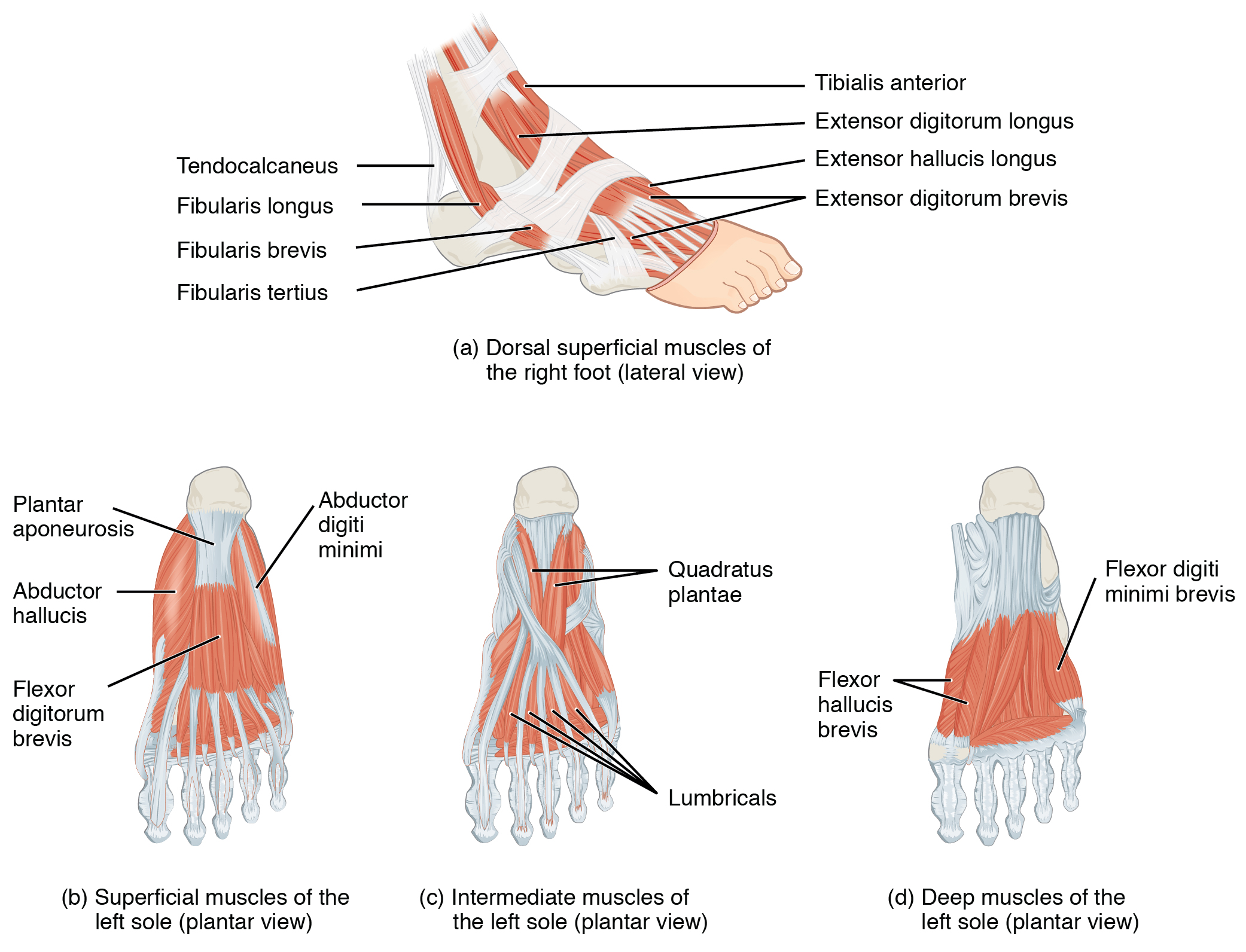 This figure shows the muscles of the foot. The top panel shows the lateral view of the dorsal muscles. The bottom left panel shows the superficial muscles of the left sole, the center panel shows the intermediate muscles of the left sole, and the right panel shows the deep muscles of the left sole.