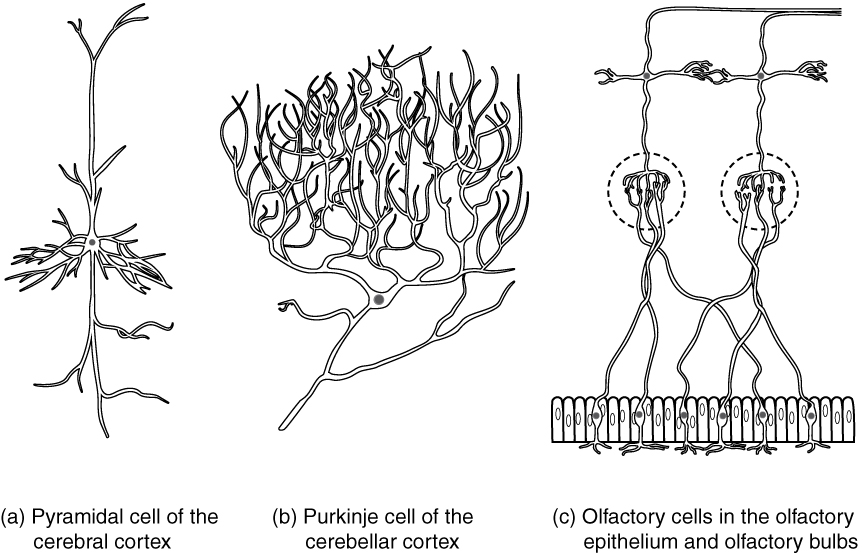This diagram contains three black and white drawings of more specialized nerve cells. Part A shows a pyramidal cell of the cerebral cortex, which has two, long, nerve tracts attached to the top and bottom of the cell body. However, the cell body also has many shorter dendrites projecting out a short distance from the cell body. Part B shows a Purkinje cell of the cerebellar cortex. This cell has a single, long, nerve tract entering the bottom of the cell body. Two large nerve tracts leave the top of the cell body but immediately branch many times to form a large web of nerve fibers. Therefore, the purkinje cell somewhat resembles a shrub or coral in shape. Part C shows the olfactory cells in the olfactory epithelium and olfactory bulbs. It contains several cell groups linked together. At the bottom, there is a row of olfactory epithelial cells that are tightly packed, side-by-side, somewhat resembling the slats on a fence. There are six neurons embedded in this epithelium. Each neuron connects to the epithelium through branching nerve fibers projecting from the bottom of their cell bodies. A single nerve fiber projects from the top of each neuron and synapses with nerve fibers from the neurons above. These upper neurons are cross shaped, with one nerve fiber projecting from the bottom, top, right and left sides. The upper cells synapse with the epithelial nerve cells using the nerve tract projecting from the bottom of their cell body. The nerve tract projecting from the top continues the pathway, making a ninety degree turn to the right and continuing to the right border of the image.