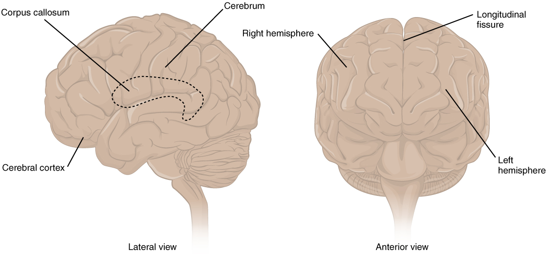 This figure shows the lateral view on the left panel and anterior view on the right panel of the brain. The major parts including the cerebrum are labeled.