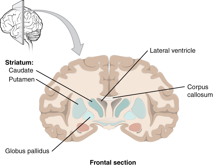 This diagram shows the frontal section of the brain and identifies the major components of the basal nuclei.