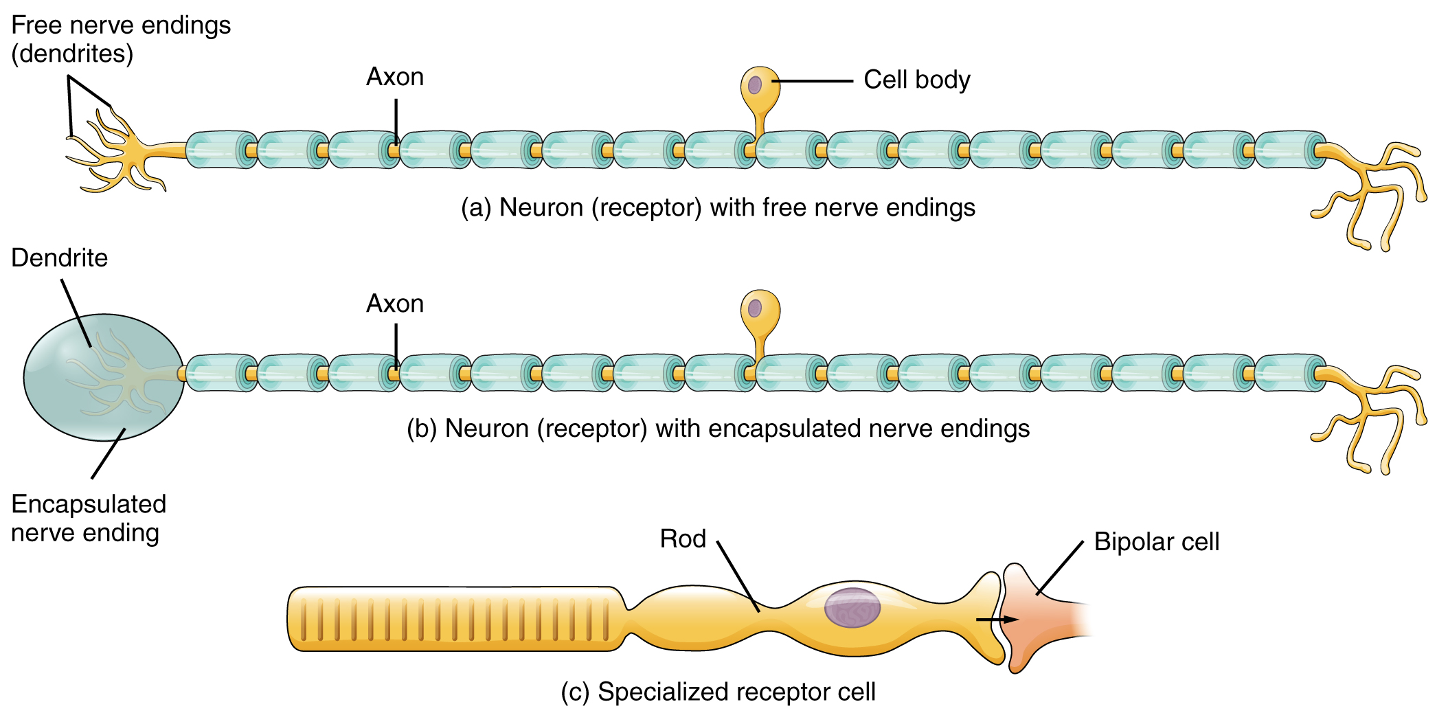 This figure shows the different types of receptors. The top panel shows a neuron receptor with free receptor endings, the middle panel shows a neuron receptor with encapsulated nerve endings, and the bottom panel shows a specialized receptor cell.