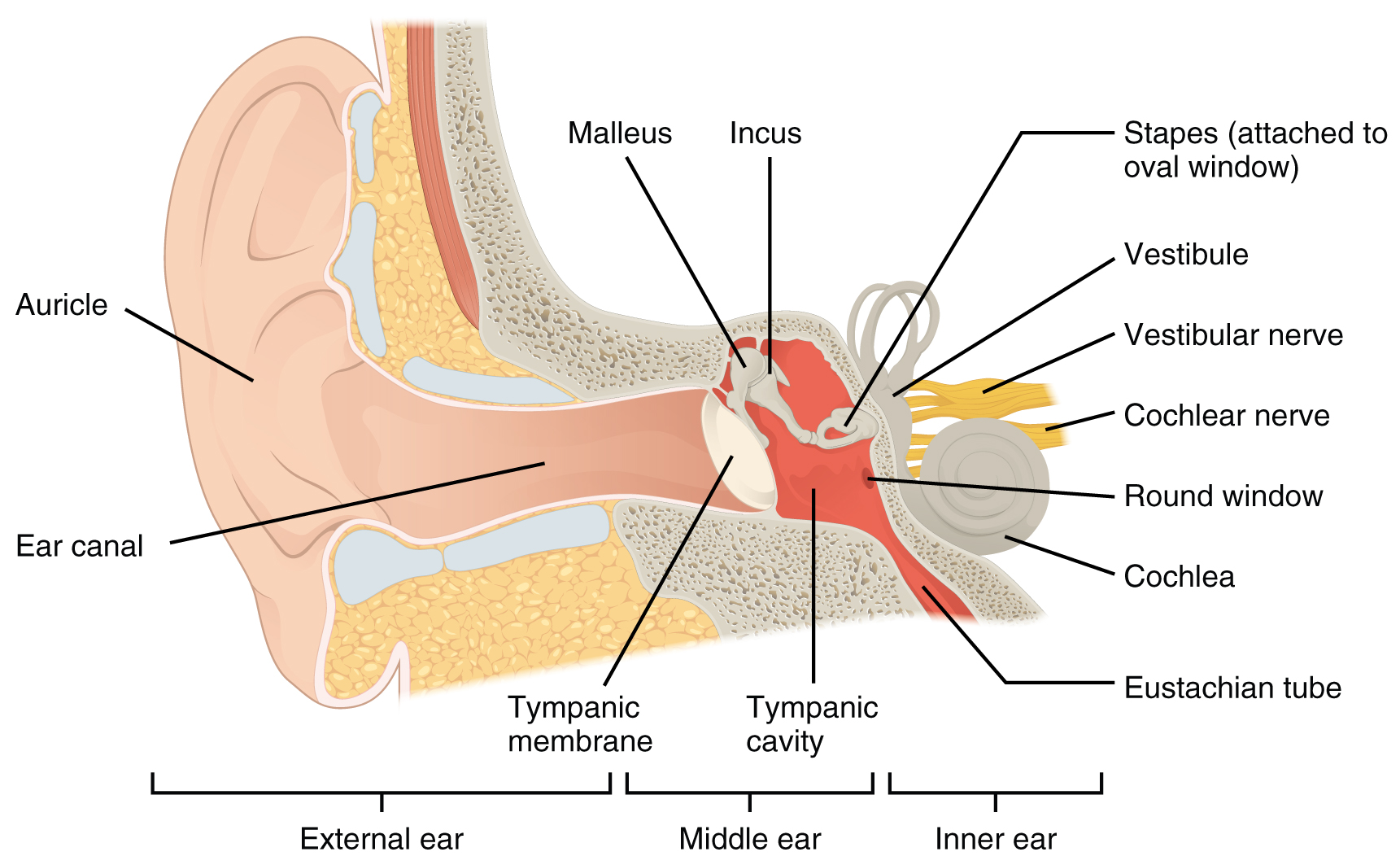 This image shows the structure of the ear with the major parts labeled.