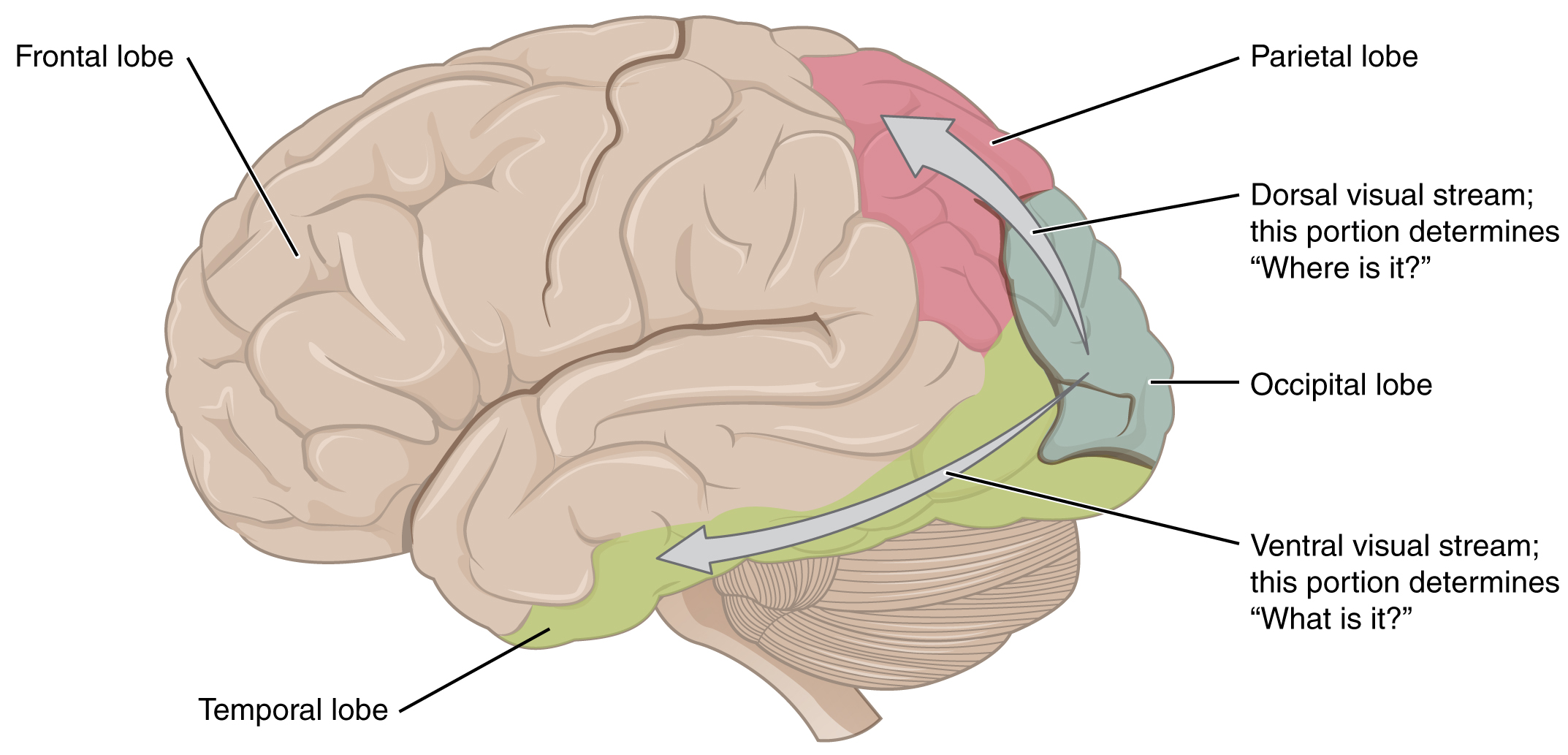 This image shows the side of the human brain and maps different regions to different visual functions.