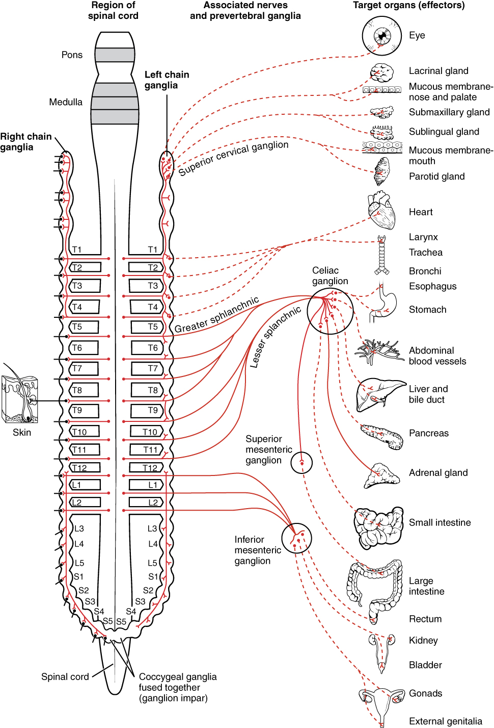 This diagram shows the spinal cord, and the connections from the spinal cord to the different target organs. The target organs are listed on the right.
