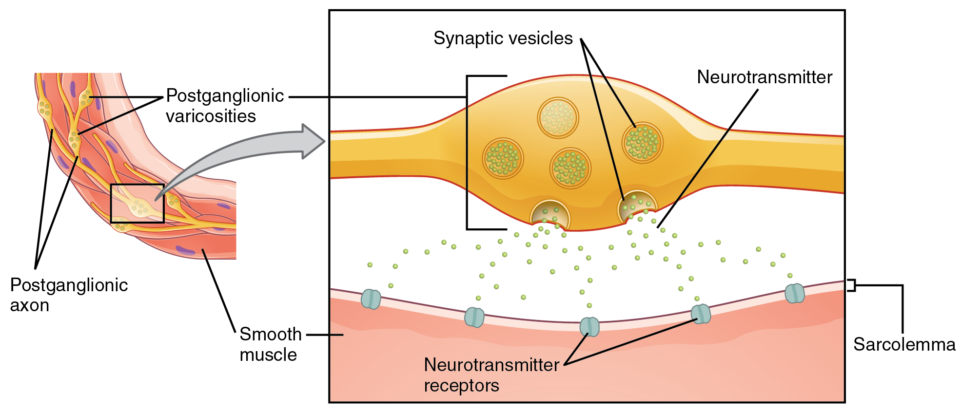 This figure shows the connection between autonomic fibers and the target effectors. The left image shows a slice of smooth muscle with the postganglionic varicosities and the postganglionic axons labeled. The right panel shows a magnified view of the synaptic vesicles, neurotransmitters, and the sarcolemma.