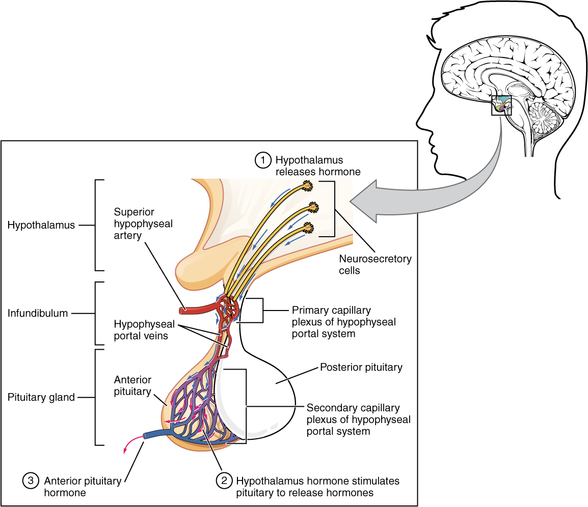 This illustration zooms in on the hypothalamus and the attached pituitary gland. The anterior pituitary is highlighted. Three neurosecretory cells are secreting hormones into a web-like network of arteries within the infundibulum. The artery net is labeled the primary capillary plexus of the hypophyseal portal system. The superior hypophysel artery enters the primary capillary plexus from outside of the infundibulum. The hypophyseal portal vein runs down from the primary capillary plexus, through the infundibulum, and connects to the secondary capillary plexus of the hypophyseal portal system. The secondary capillary plexus is located within the anterior pituitary. The hormones released from the neurosecretory cells of the hypothalamus travel through the primary capillary plexus, down the hypophyseal portal vein, and into the secondary capillary plexus. There, the hypothalamus hormones stimulate the anterior pituitary to release its hormones. The anterior pituitary hormones leave the primary capillary plexus from a single vein at the bottom of the anterior lobe.