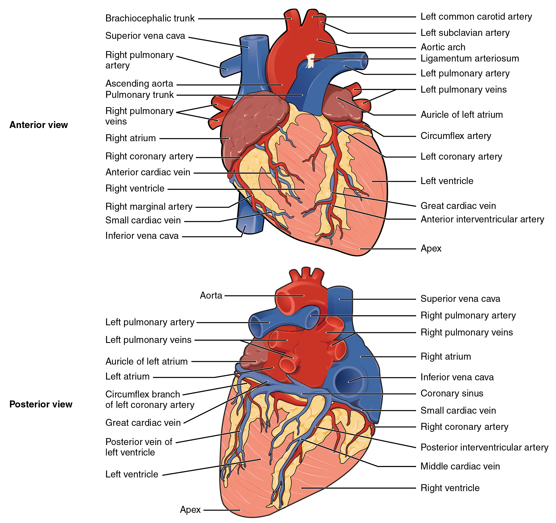 The top panel shows the anterior view of the heart and the bottom panel shows the posterior view of the human heart. In both panels, the main parts of the heart are labeled.