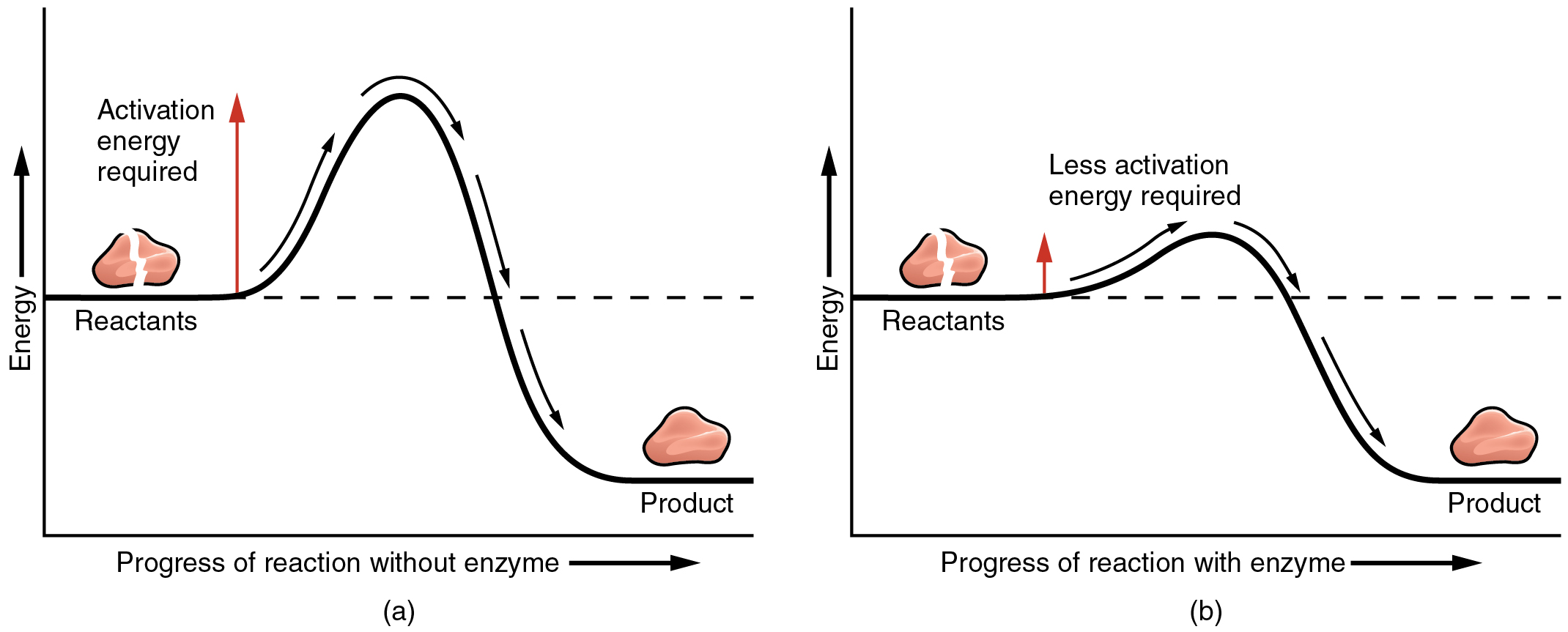The left panel shows a graph of energy versus progress of reaction in the absence of enzymes. The right panel shows the graph in the presence of enzymes.