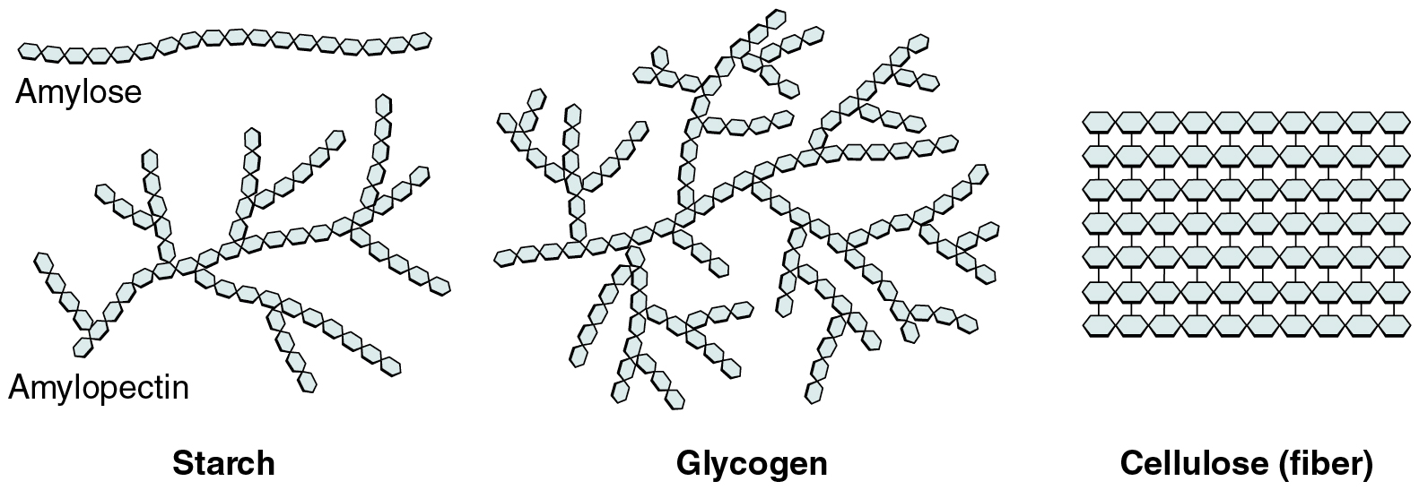 This figure shows the structure of starch, glycogen, and cellulose.