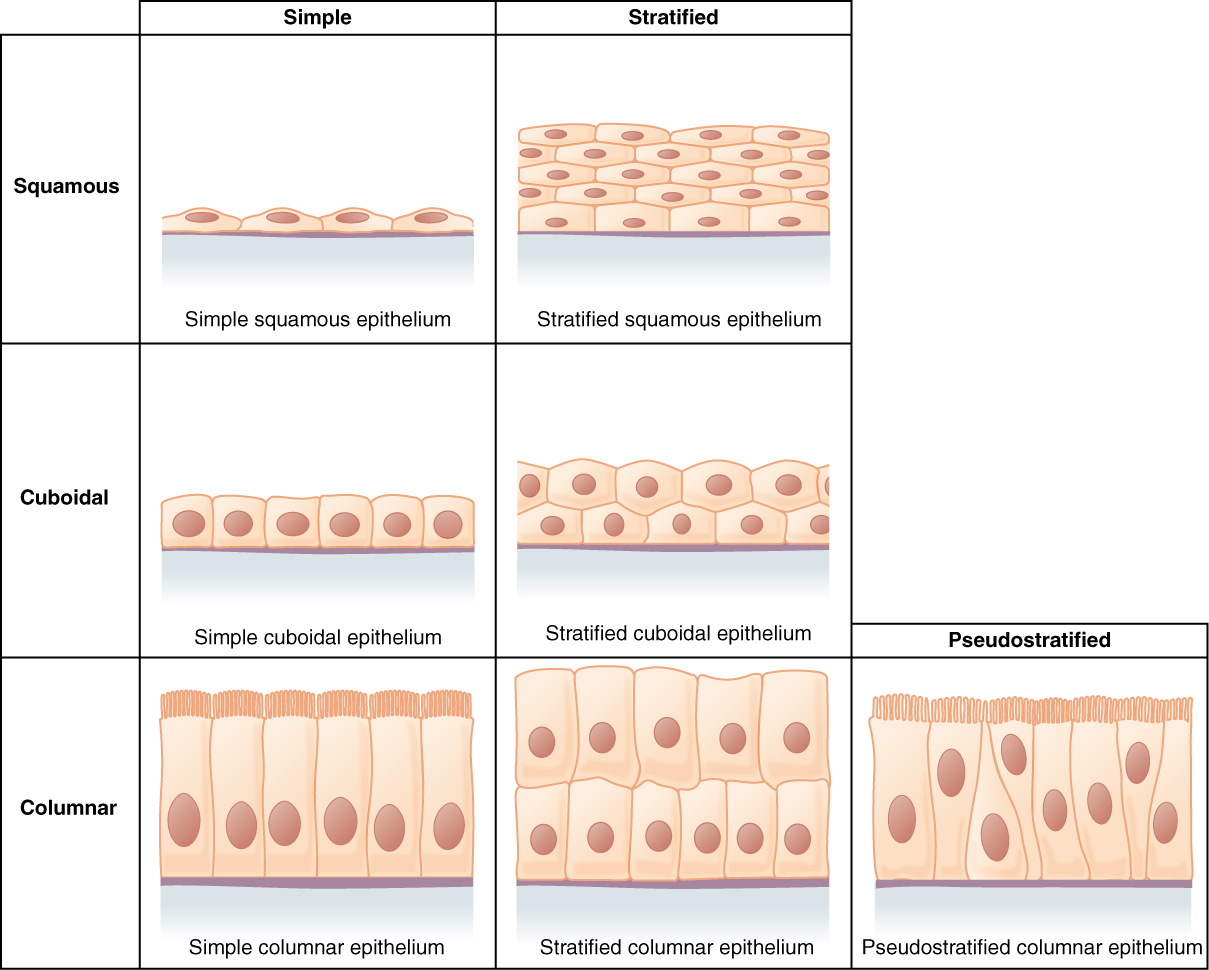 This figure is a table showing the appearance of squamous, cuboidal and columnar epithelial tissues. Simple and compound forms are shown for each tissue type. In a simple squamous epithelium, the cells are flattened and single layered. In a simple cuboidal epithelium, the cells are cube shaped and single layered. In a simple columnar epithelium, the cells are rectangular and are attached to the basement membrane on one of their narrow sides, so that each cell is standing up like a column. There is only one layer of cells. In a pseudostratified columnar epithelium, the cells are column-like in appearance, but they vary in height. The taller cells bend over the tops of the shorter cells so that the top of the epithelial tissue is continuous. There is only one layer of cells. A stratified squamous epithelium contains many layers of flattened cells. Stratified cuboidal epithelium contains many layers of cube-shaped cells. Stratified columnar epithelium contains many layers of rectangular, column-shaped cells.