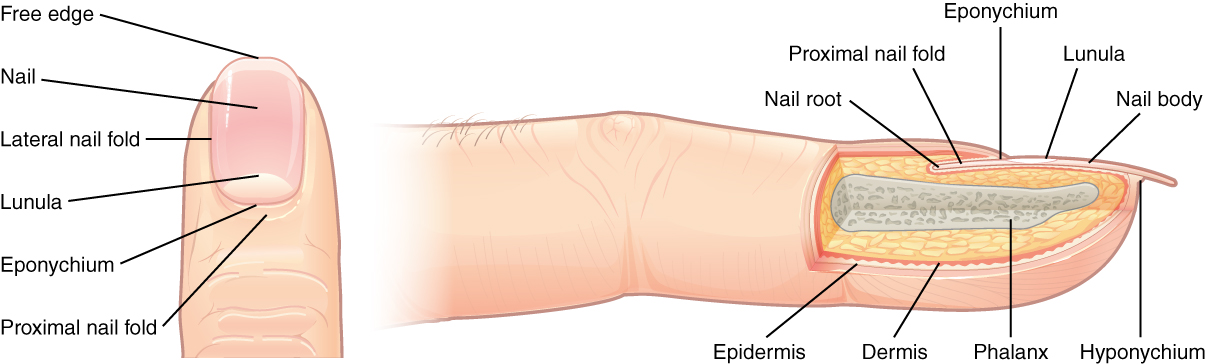 These two images show anatomy of the fingernail region. The top image shows a dorsal view of a finger. The proximal nail fold is the part underneath where the skin of the finger connects with the edge of the nail. The eponychium is a thin, pink layer between the white proximal edge of the nail (the lunula), and the edge of the finger skin. The lunula appears as a crescent-shaped white area at the proximal edge of the pink-shaded nail. The lateral nail folds are where the sides of the nail contact the finger skin. The distal edge of the nail is white and is called the free edge. An arrow indicates that the nail grows distally out from the proximal nail fold. The lower image shows a lateral view of the nail bed anatomy. In this view, one can see how the edge of the nail is located just proximal to the nail fold. This end of the nail, from which the nail grows, is called the nail root.