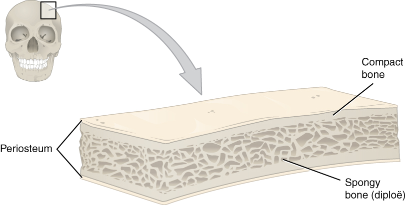 This illustration shows a cross section of a cranial bone, constructed somewhat like a sandwich. The topmost and bottommost layers are the thin, translucent, periosteum. The upper and lower periosteum cover an upper and lower layer of compact bone, respectively. The compact bone is solid, with each layer occupying about one tenth of the thickness of the cranial bone. The majority of the cross section is occupied by the spongy bone, or diploe, sandwiched between the upper and lower compact bone. The spongy bone contains many crisscrossing threads of bone. Dark air spaces occur between the threads, giving the bone a porous appearance, much like that of a sponge or Swiss cheese.