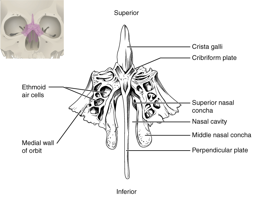 This image shows the location and structure of the ethmoid bone. A small image of the skull on the top left shows the ethmoid bone colored in pink. A magnified image shows the inferior view of the ethmoid bone.