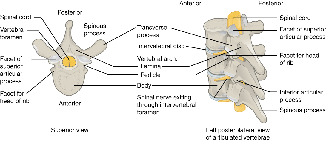 This image shows the detailed structure of each vertebra. The left panel shows the superior view of the vertebra and the right panel shows the left posterolateral view.