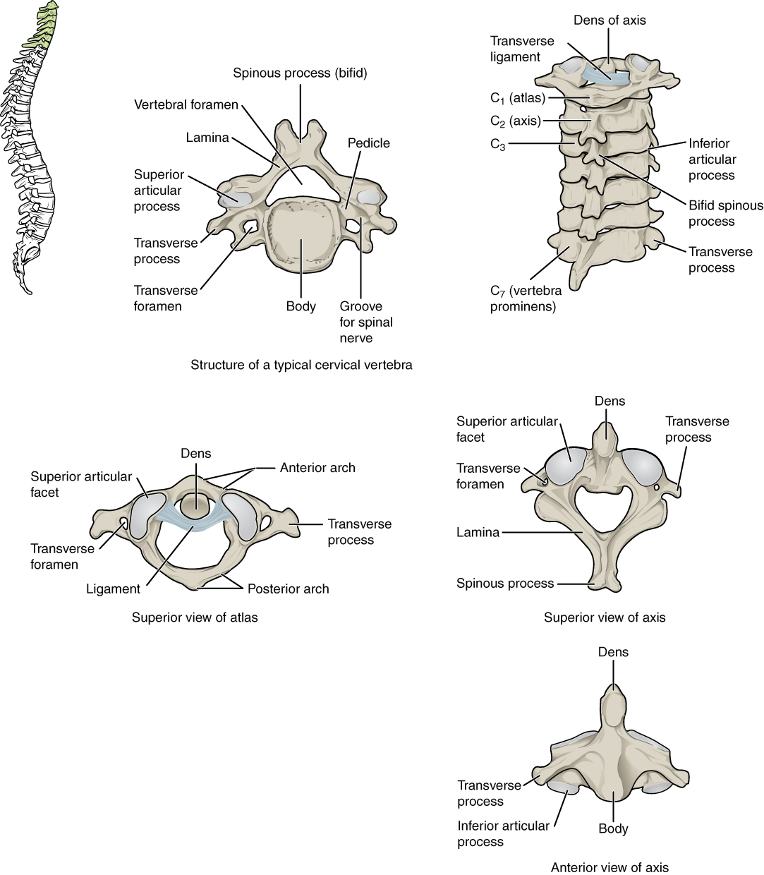 This figure shows the structure of the cervical vertebrae. The left panel shows the location of the cervical vertebrae in green along the vertebral column. The middle panel shows the structure of a typical cervical vertebra and the right panel shows the superior and anterior view of the axis.