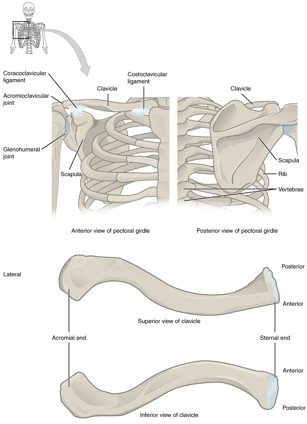 This figure shows the rib change. The top left panel shows the anterior view, and the top right panel shows the posterior view. The bottom panel shows two bones.