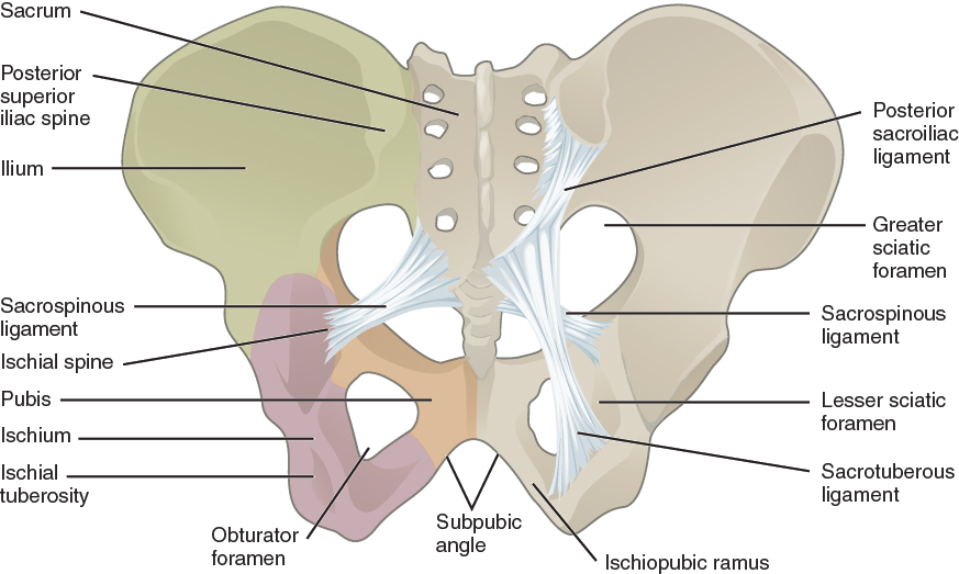 This figure shows the pelvic bone. The ligaments in the pelvis are labeled.