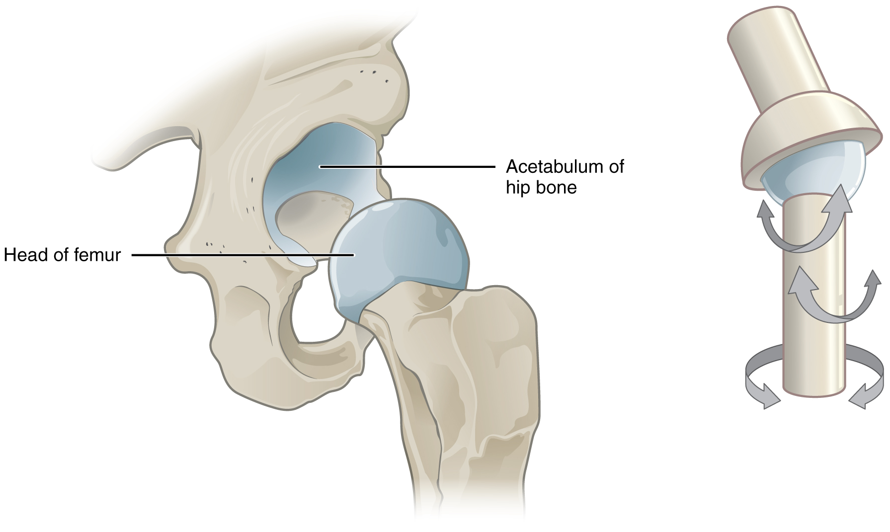 This image shows a multiaxial joint. The left panel shows the acetabulum of the hip bone and the head of the femur. The right panel shows a simplified ball-and-socket joint structure to illustrate the movement of the hip joint.