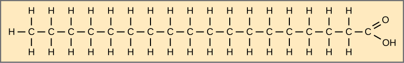 The structure of stearic acid is shown. This fatty acid has a hydrocarbon chain seventeen residues long attached to an acetyl group. All bonds between the carbons are single bonds.