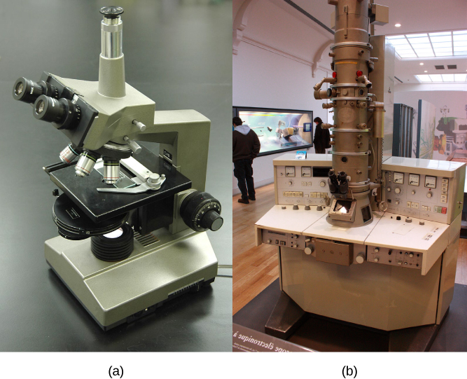Part a: This light microscope has binocular lenses and four objective lenses. The sample stage is directly beneath the objective lens. The light microscope sits on a tabletop and can be easily carried. Part b: The electron microscope shown here sits in a museum. It is about the size of a desk, and a person can sit in front of it to operate it. A column taller than a person rises from the center of the scope.