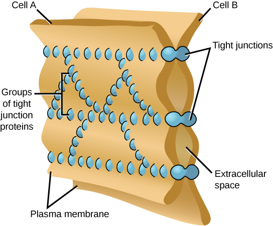 This illustration shows two cell membranes joined together by a matrix of tight junctions.