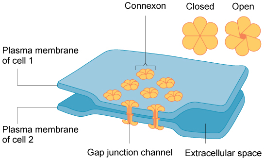 Connections between Cells and Cellular Activities – Biology