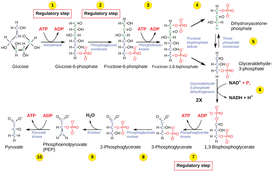 This illustration shows that glycolysis is regulated via three key enzymes: hexokinase phosphofructokinase, and phosphoglycerate kinase. The first two enzymes hydrolyze an ATP and the third one produces ATP.