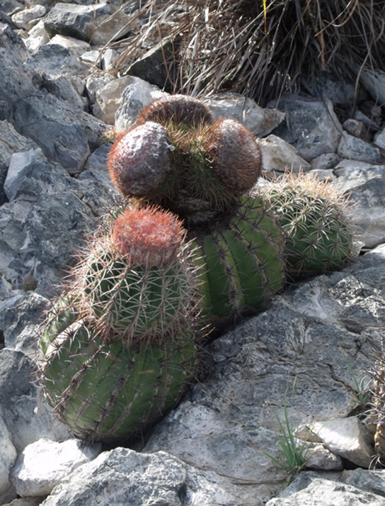 This photo shows short, round prickly cacti growing in cracks in a rock.