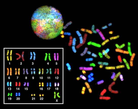 The 23 chromosomes from a human female are each dyed a different color so they can be distinguished. During most of the cell cycle, each chromosome is elongated into a thin strand that folds over on itself, like a piece of spaghetti.  The chromosomes fill the entire spherical nucleus, but each one is contained in a different part, resulting in a multi-colored sphere. During mitosis, the chromosomes condense into thick, compact bars, each a different color. These bars can be arranged in numerical order to form a karyotype. There are two copies of each chromosome in the karyotype..