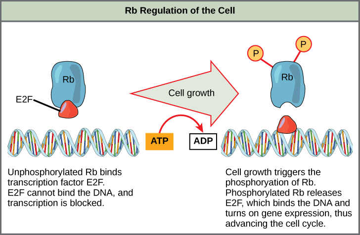 This illustration shows the regulation of the cell cycle by the Rb protein. Unphosphorylated Rb binds the transcription factor E2F. E2F cannot bind the DNA, and transcription is blocked. Cell growth triggers the phosphorylation of Rb. Phosphorylated Rb releases E2F, which binds the DNA and turns on gene expression, thus advancing the cell cycle.