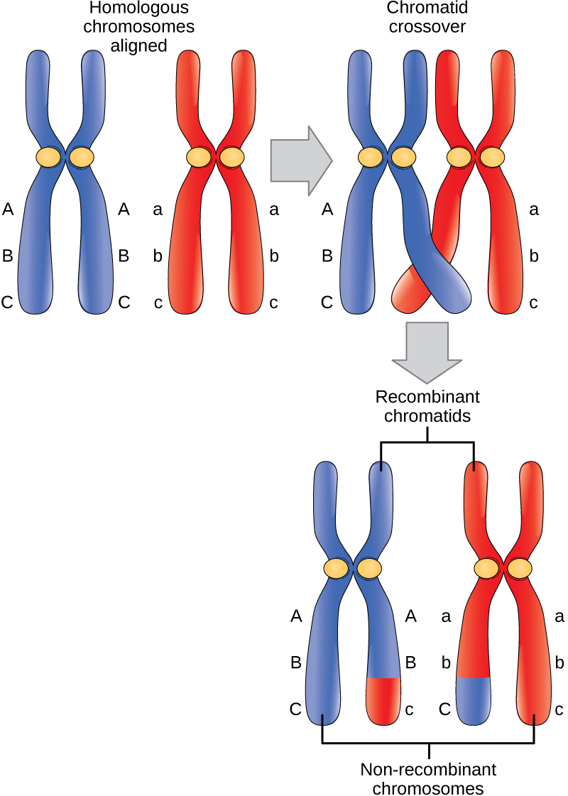 This illustration shows a pair of homologous chromosomes that are aligned. The ends of two non-sister chromatids of the homologous chromosomes cross over, and genetic material is exchanged. The non-sister chromatids between which genetic material was exchanged are called recombinant chromosomes. The other pair of non-sister chromatids that did not exchange genetic material are called non-recombinant chromosomes.