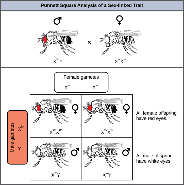 This illustration shows a Punnett square analysis of fruit fly eye color, which is a sex-linked trait. A red-eyed male fruit fly with the genotype X^{w}Y is crossed with a white-eyed female fruit fly with the genotype X^{w}X^{w}. All of the female offspring acquire a dominant W allele from the father and a recessive w allele from the mother, and are therefore heterozygous dominant with red eye color. All of the male offspring acquire a recessive w allele from the mother and a Y chromosome from the father and are therefore hemizygous recessive with white eye color.