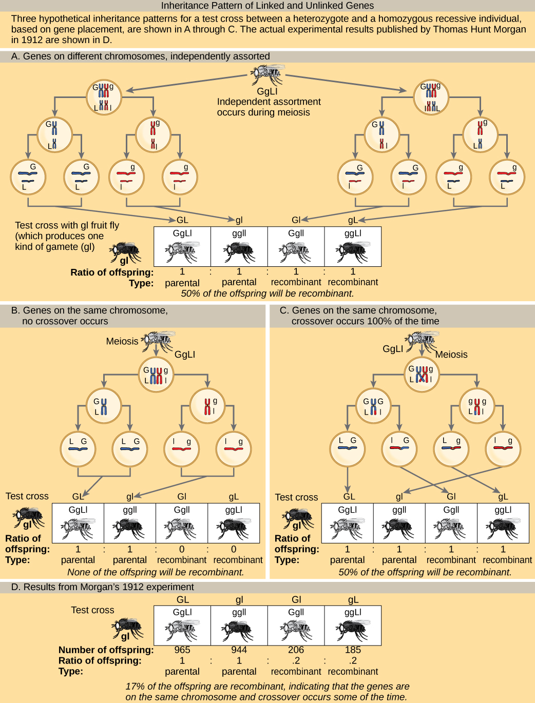 The illustration shows the possible inheritance patterns of linked and unlinked genes. The example used includes fruit fly body color and wing length. Fruit flies may have a dominant gray color (G) or a recessive black color (g). They may have dominant long wings (L) or recessive short wings (l). Three hypothetical inheritance patterns for a test cross between a heterozygous and a recessive fruit fly are shown, based on gene placement. The actual experimental results published by Thomas Hunt Morgan in 1912 are also shown. In the first hypothetical inheritance pattern in part a, the genes for the two characteristics are on different chromosomes. Independent assortment occurs so that the ratio of genotypes in the offspring  is 1 GgLl:1 ggll:1 Ggll:1 ggLl, and 50% of the offspring are nonparental types. In the second hypothetical inheritance pattern in part b, the genes are close together on the same chromosome so that no crossover occurs between them.  The ratio of genotypes is 1 GgLl:1 ggll, and none of the offspring are recombinant. In the third hypothetical inheritance pattern in part c, the genes are far apart on the same chromosome so that crossing over occurs 100% of the time. The ratio of genotypes is the same as for genes on two different chromosomes, and 50% of the offspring are recombinant, nonparental types. Part d shows that the number of offspring that Thomas Hunt Morgan actually observed was 965: 944: 206:185 (GgLl:ggll:Ggll:ggLl). Seventeen percent of the offspring were recombinant, indicating that the genes are on the same chromosome and crossing over occurs between them some of the time.