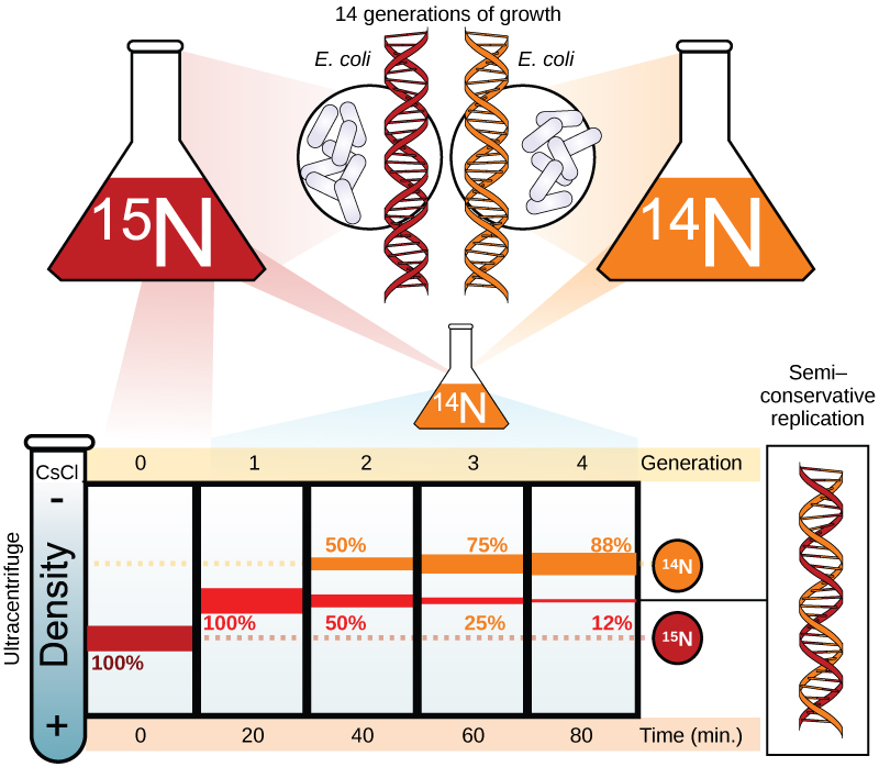 Illustration shows an experiment in which E. coli was grown initially in media containing ^{15}N nucleotides. When the DNA was extracted and run in an ultracentrifuge, a band of DNA appeared low in the tube. The culture was next placed in ^{14}N medium. After one generation, all of the DNA appeared in the middle of the tube, indicating that the DNA was a mixture of half ^{14}N and half ^{15}N DNA. After two generations, half of the DNA appeared in the middle of the tube, and half appeared higher up, indicating that half the DNA contained 50% ^{15}N, and half contained ^{14}N only. In subsequent generations, more and more of the DNA appeared in the upper, ^{14}N band.