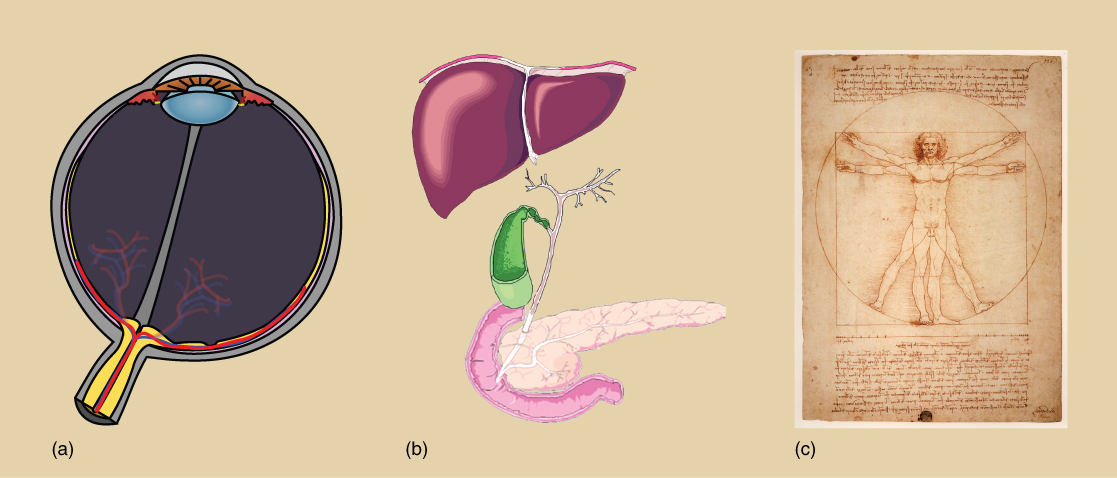 Part A depicts a cross section of an eyeball, which has a lens at the front and a cluster of blood vessels at the back. Part B depicts a liver, which is shaped like a triangle. Beneath the liver is a lobe-shaped gall bladder connected to a pancreas by a stem-like vessel. Part C is a sketch, drawn by Leonardo Da Vinci, of a man standing erect with outstretched arms. Superimposed on this image, the man has his legs spread and his arms uplifted.