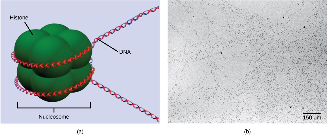 Part A depicts a nucleosome composed of spherical histone proteins that are fused together. A double-stranded DNA helix wraps around the nucleosome twice. Free DNA extends from either end of the nucleosome.  Part B is an electron micrograph of DNA that is associated with nucleosomes. Each nucleosome looks like a bead. The beads are connected together by free DNA. Nine beads strung together is approximately 150 nm across.