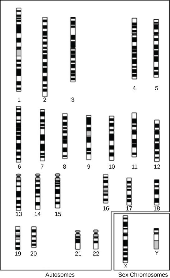 Cytogenetic maps of the 22 human autosomes and the X and Y chromosomes are shown. The map appears as a black, white, and gray banding pattern unique to each chromosome.