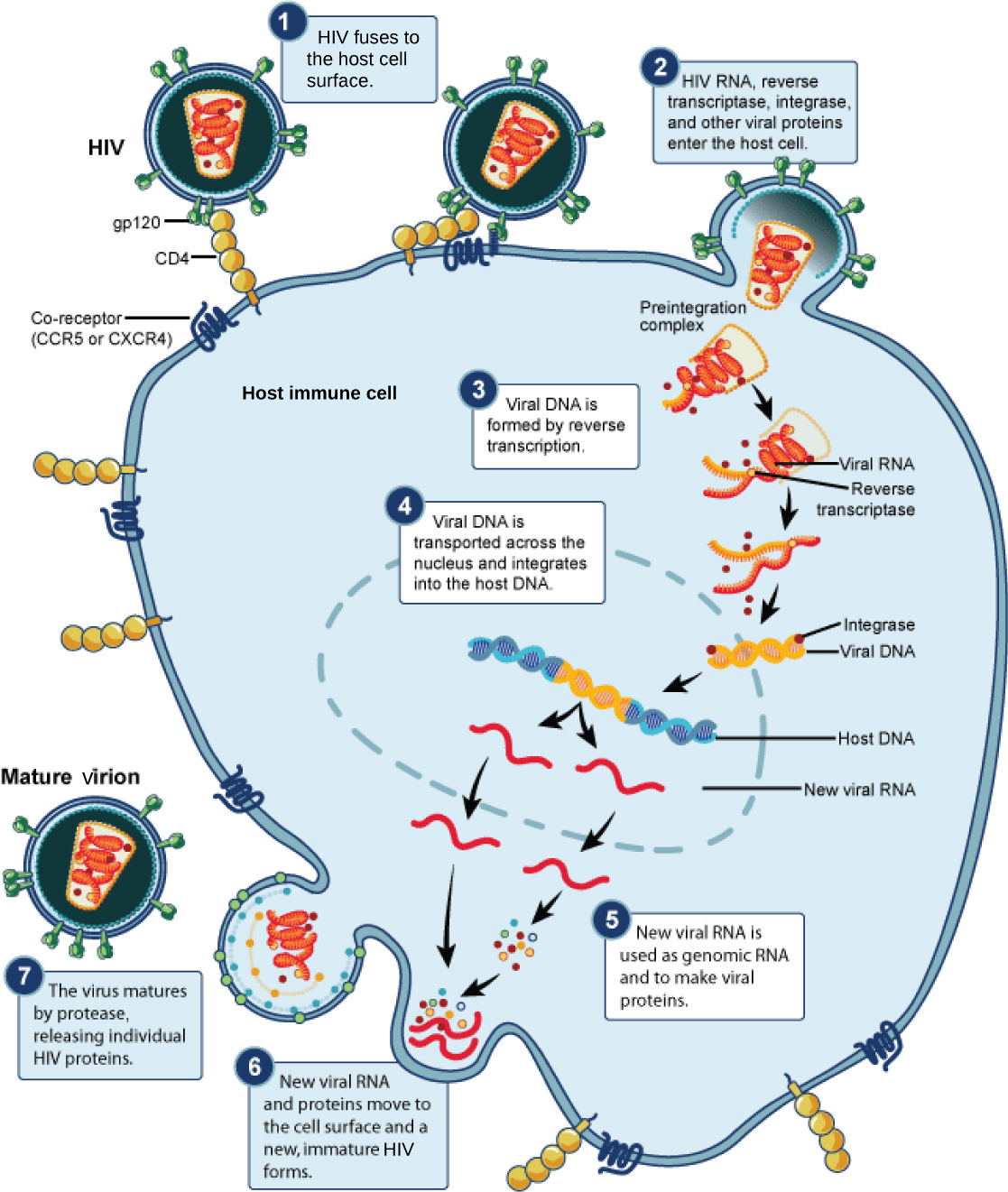 The illustration shows the steps in the HIV life cycle. In step 1, gp120 glycoproteins in the viral envelope attach to a CD4 receptor on the host cell membrane. The glycoproteins then attached to a co-receptor, CCR5 or CXCR4, and the viral envelope fuses with the cell membrane. HIV RNA, reverse transcriptase, and other viral proteins are released into the host cell. Viral DNA is formed from RNA by reverse transcriptase. Viral DNA is then transported across the nuclear membrane, where it integrates into the host DNA. New viral RNA is made; it is used as genomic RNA and to make viral proteins. New viral RNA and proteins move to the cell surface and a new, immature HIV forms. The virus matures when a protease releases individual HIV proteins.