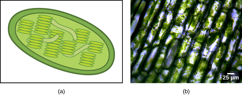 The illustration A shows a green, oval chloroplast with an outer membrane and an inner membrane. Thylakoids are disk-shaped and stack together like poker chips. Image B is a micrograph showing rectangular shapes that have small green spheres within.
