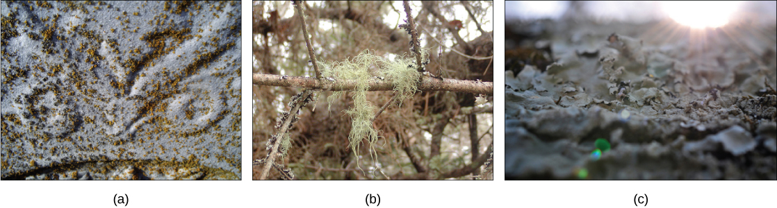 Different lichens are shown. Part A shows a lichen that appears like brown flecks on gray rock. Part B shows a moss-like lichen hanging from a tree. Part C shows lichen that have a wide, flat, convoluted shape.