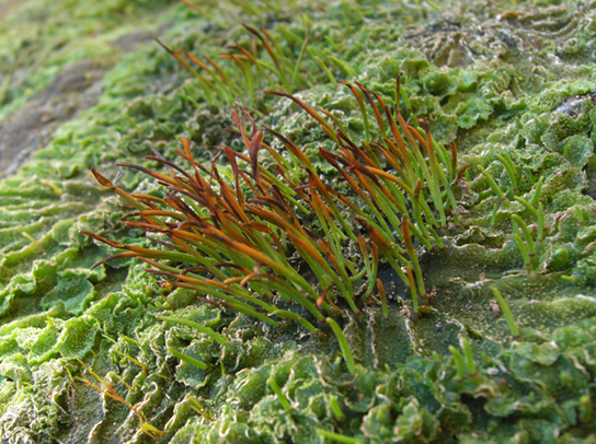 The base of the hornwort plant, called the thallus, has a wrinkled, leaf-like appearance. The sporophytes are a cluster of slender green stalks with brown tips grows from this wrinkled mass.