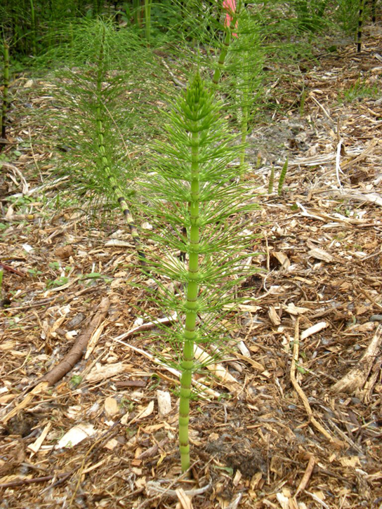 Photo shows a horsetail plant, which resembles a scrub brush, with a thick stem and whorls of thin leaves branching from the stem.