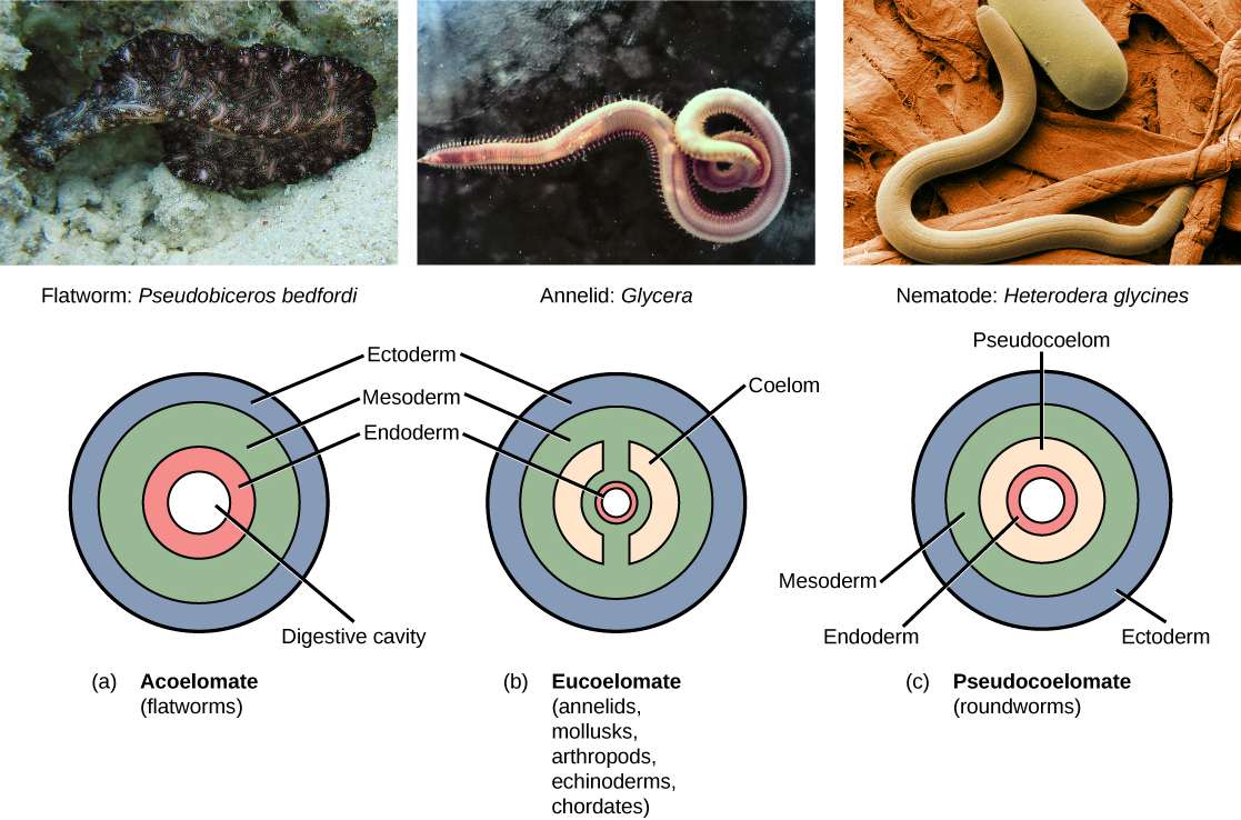 Part a shows the body plan of acoelomates, including flatworms. Acoelomates have a central digestive cavity. Outside this digestive cavity are three tissue layers: an inner endoderm, a central mesoderm, and an outer ectoderm. The photo shows a swimming flatworm, which has the appearance of a frilly black and pink ribbon. Part b shows the body plan of eucoelomates, which include annelids, mollusks, arthropods, echinoderms, and chordates. Eucoelomates have the same tissue layers as acoelomates, but a cavity called a coelom exists within the mesoderm. The coelom is divided into two symmetrical parts that are separated by two spokes of mesoderm. The photo shows a swimming annelid known as a bloodworm. The bloodworm has a tubular body that tapers at each end. Numerous appendages radiate from either side. Part c shows the body plan of pseudocoelomates, which include roundworms. Like the acoelomates and eucoelomates, the pseudocoelomates have an endoderm, a mesoderm, and an ectoderm. However, in pseudocoelomates, a pseudocoelum separates the endoderm from the mesoderm. The photo shows a roundworm, or nematode, which has a tubular body.